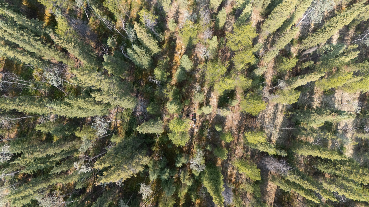 Aerial view of boreal forest canopy