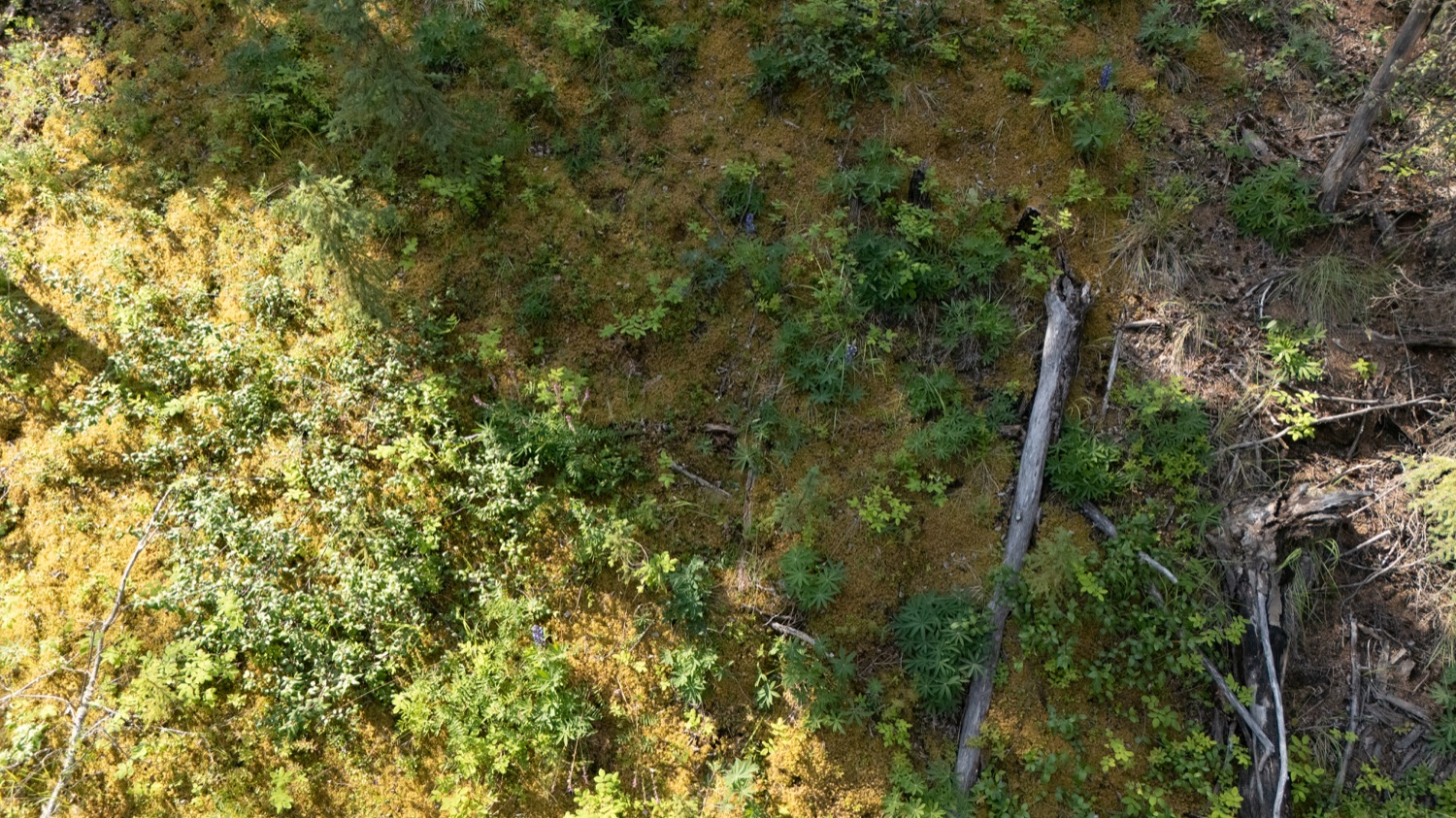 Drone shot of boreal forest