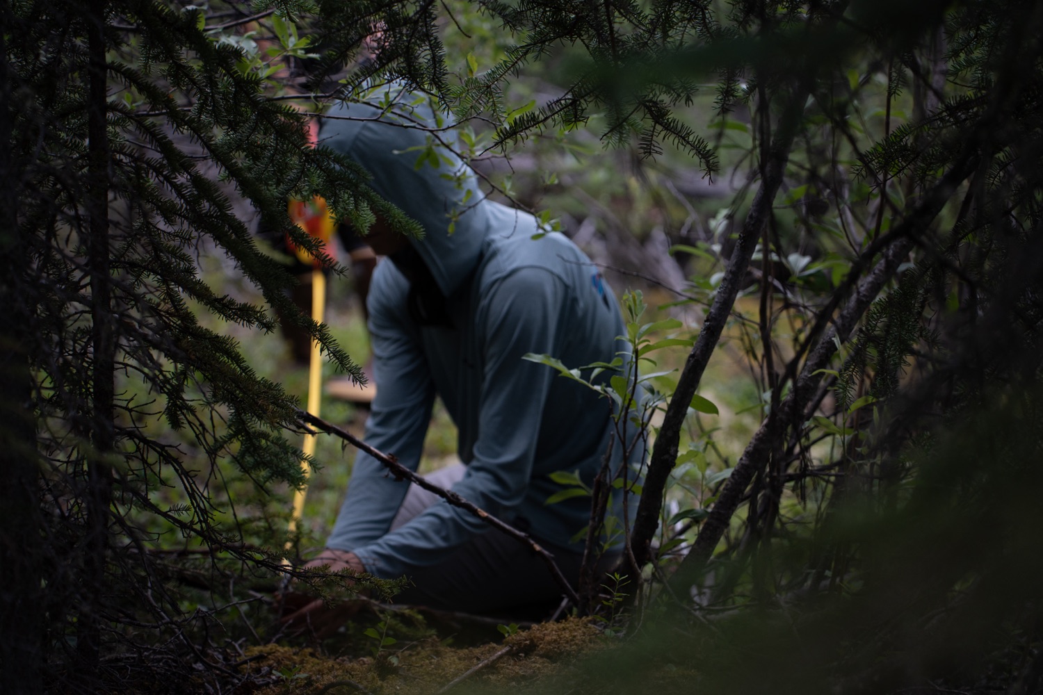 Field researcher conducting vegetation survey