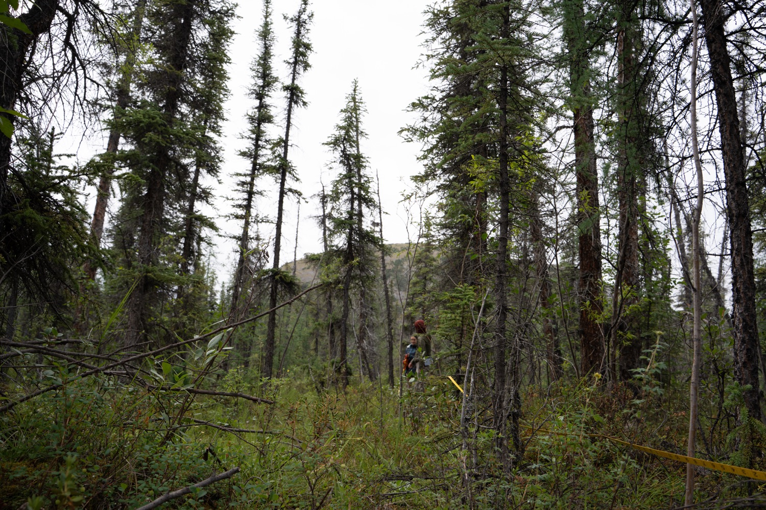 Boreal understory vegetation close-up
